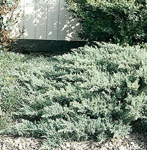 San Jose Juniper - Live Plants - Juniperus Chinensis - Drought Tolerant Cold Hardy Evergreen Ground Cover