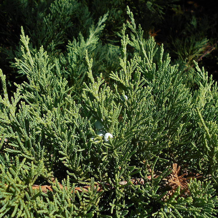 Juniper Parsoni | Large Gallon Size Plants | Juniperus Squamata Expansa Parsons | Drought Tolerant Cold Hardy Evergreen Groundcover