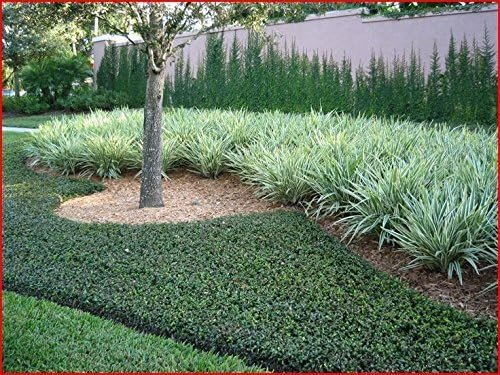 Asiatic Jasmine Minima - 60 Live Plants - Asian Ground Cover Fully Rooted with Soil - Trachelospermum Asiaticum