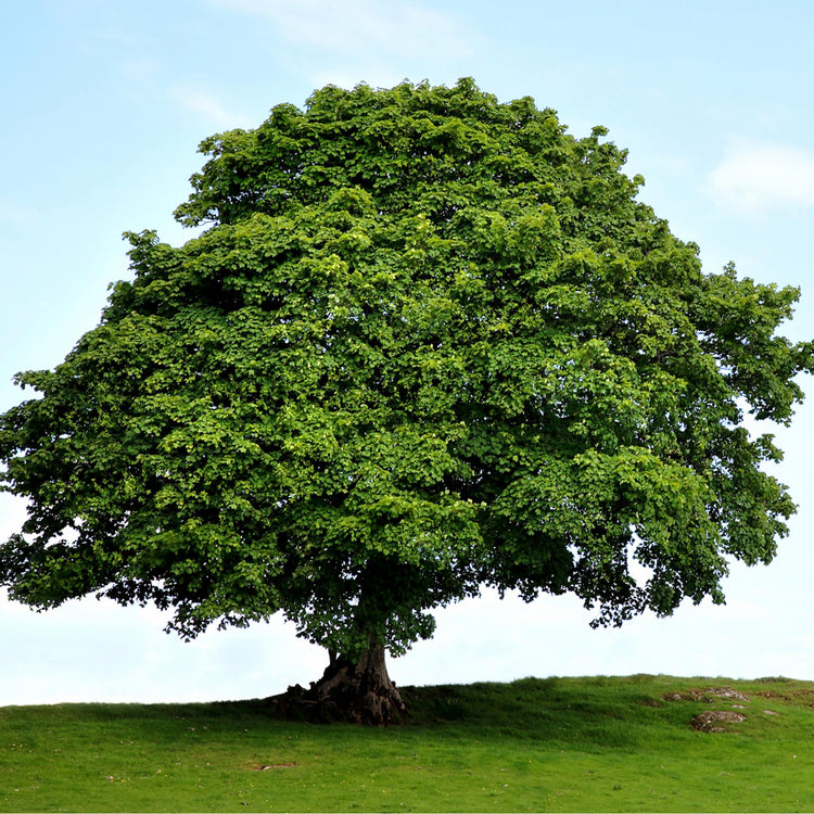 American Sycamore Tree | Live Plants | Platanus Occidentalis | Hardy, Fast-Growing, Shade Provider | Perfect for Landscaping and Outdoor Decor