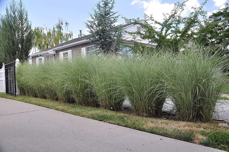 Maiden Grass Morning Light Plants | Live Seedlings | Miscanthus Sinensis | Perfect for Outdoor Landscaping | Hardy & Elegant Lush Ornamental Grass (1 Plant)