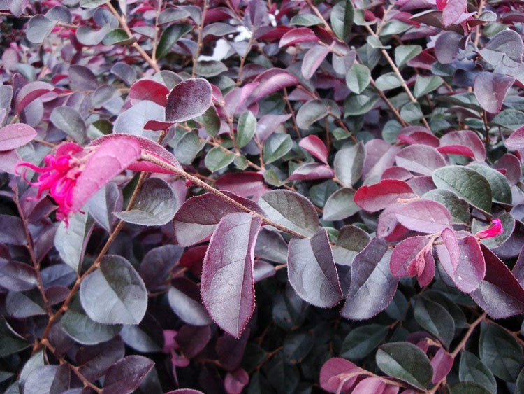 Loropetalum 'Plum Delight' - Chinese Fringe Flower - Live Plants - Evergreen Flowering Shrub