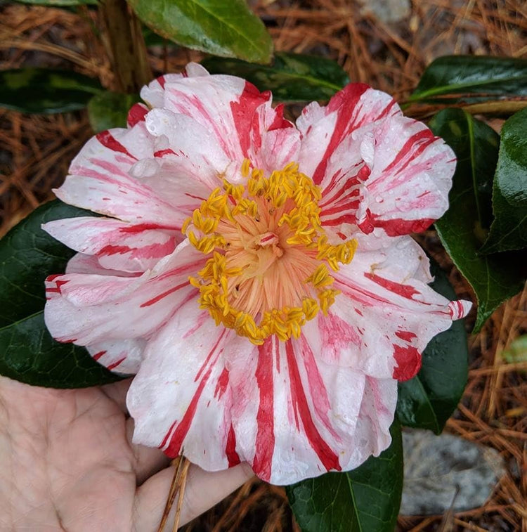 Camellia Japonica Rebel Yell I Extra Large Gallon Plants I White and Pink Stripe Flowering Lush Pink Blooms, Live Plant for Gardens & Patios