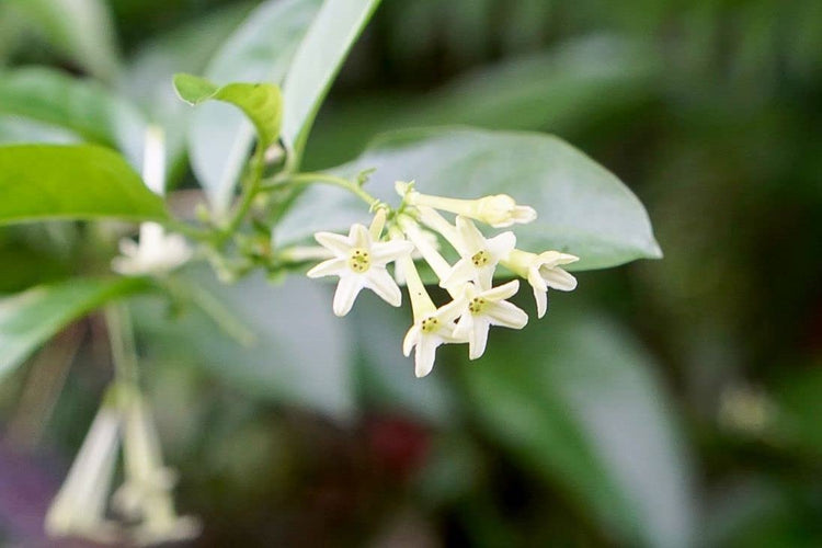 Night Blooming Jasmine I Live Plants I Cestrum Nocturnum | Fragrant White Flowers for Evening Garden Bliss, Perfect for Container Gardening, Easy to Grow