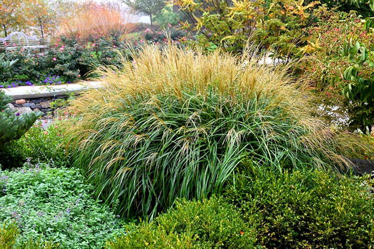 Adagio Maiden Grass | Live Quart Sized Plant | Miscanthus Sinensis | Fast Growing Cold Hardy Ornamental Plants