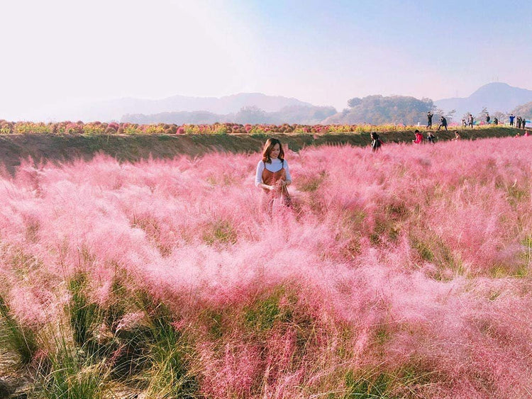 Pink Muhly Grass | 1 Large Live Plant | Muhlenbergia Capillaris | Hairawn Muhly | Blooming Ornamental Foliage