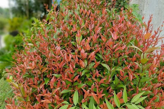 Nandina Gulf Stream Heavenly Bamboo | Large Gallon Size Plants | Compact Colorful Ornamental Shrub