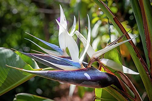 White Bird of Paradise | Live Plants | Strelitzia Nicolai | Beautiful Rare Foliage Specimen