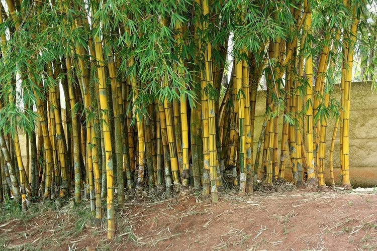 Bambusa Vulgaris Vittata | Live Plant | Golden Hawaiian Bamboo | Beautiful Rare Unique Specimen | Non-Invasive Clumping Bamboo Privacy Screen