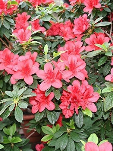 Azalea Duc De Rohan Plants | Live Seedlings | Rhododendron Duc De Rohan | Perfect for Colorful Hardy Gardens | Vibrant Salmon-Pink Colored Blooms