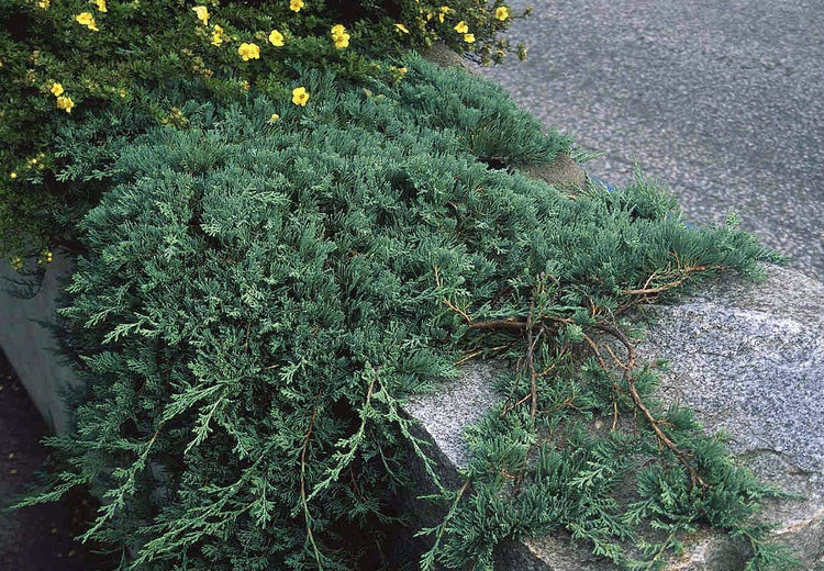 Blue Rug Juniper | Live Gallon Size Plants | Juniperus Horizontalis 'Wiltonii' | Drought Tolerant Cold Hardy Evergreen Groundcover