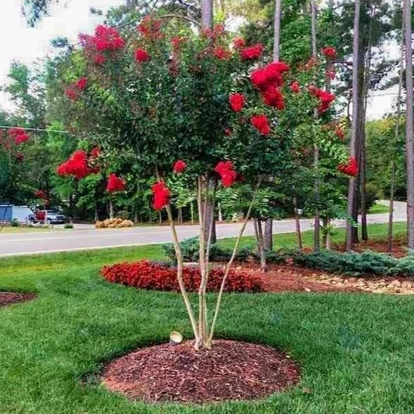 Crape Myrtle Red Rocket | Live Plants | Vivid Scarlet Blooms, Live Plant, Striking Ornamental Shrub for Vibrant Garden Displays