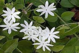 Downy Jasmine | Extra Large 3 Gallon Plant | Jasminum multiflorum | Fragrant Flowering Shrub | Ideal for Gardens and Patios