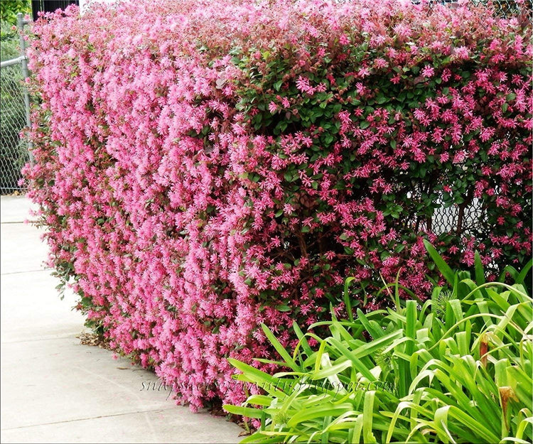 Loropetalum 'Plum Delight' - Chinese Fringe Flower - Live Plants - Evergreen Flowering Shrub