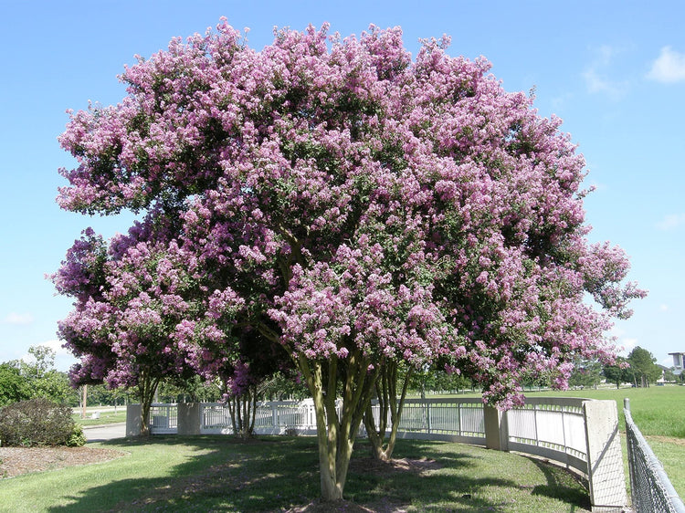 Crape Myrtle Muskogee | Live Plants | Lagerstroemia Indica | Beautiful Low Maintenance Lavender Blooming Tree