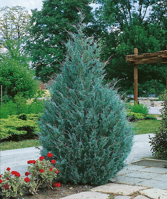 Wichita Blue Juniper | Live Gallon Size Trees | Juniperus Scopulorum | Evergreen Screening Hedging Plant