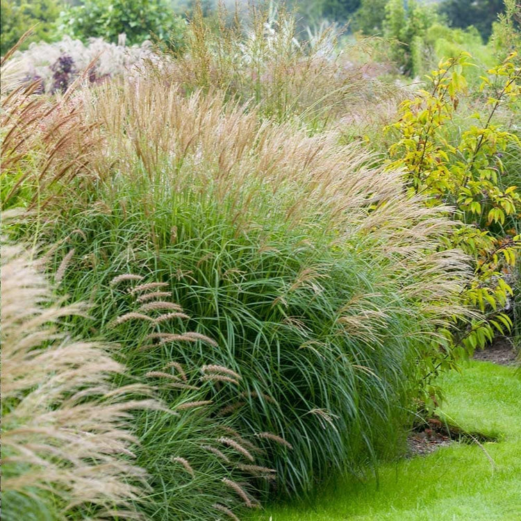 Miscanthus Adagio Grass | Extra Large Gallon Plants | Miscanthus sinensis 'Adagio' | Elegant Ornamental | Garden Accent