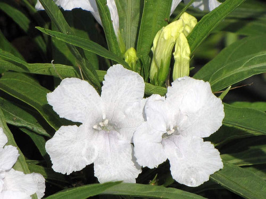 Dwarf Mexican Petunia White | Katie's Dwarf Ruellia Brittoniana | Live Plants | Drought Tolerant Blooming Butterfly Bush