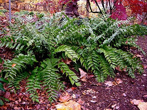 Japanese Holly Fern - Live Plants - Cyrtomium Falcatum Rochfordianum