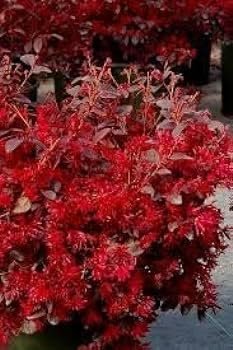 Loropetalum Red Chocolate | Extra Large 3 Gallon Plants | Loropetalum Chinense | Garden Showpiece | Year-Round Color