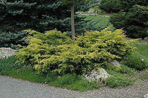 Old Gold Juniper - Live Plants - Juniperus Chinensis - Drought Tolerant Cold Hardy Evergreen Ground Cover