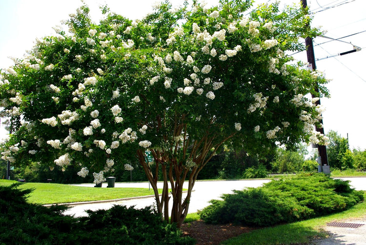 Crape Myrtle Natchez Plant | Large Gallon Size Pots | Lagerstroemia Indica | Ornamental Garden Flowering Tree | White Blooms