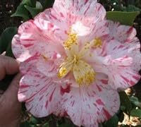 Camellia Japonica Rebel Yell I Extra Large Gallon Plants I White and Pink Stripe Flowering Lush Pink Blooms, Live Plant for Gardens & Patios