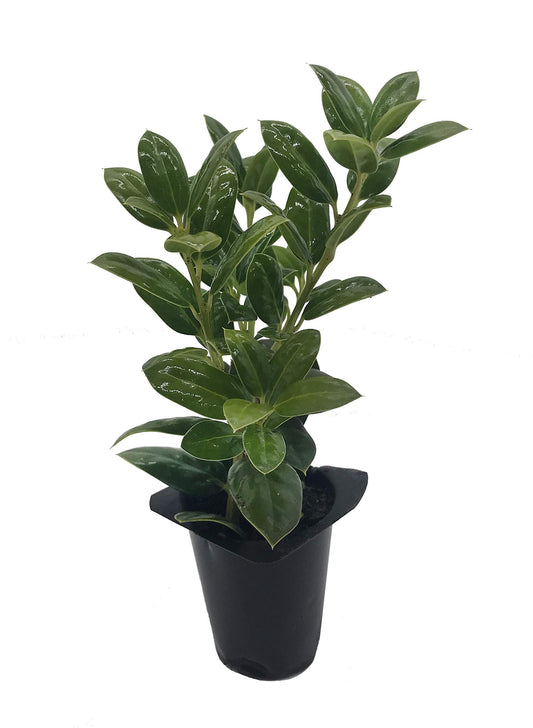 Dwarf Burford Holly Ilex - Live Plants - Evergreen Burfordi Shrub