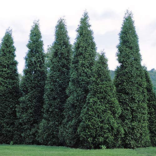 Thuja Plicata 'Green Giant' Arborvitae - Live Quart Size Plants - Evergreen Privacy Tree