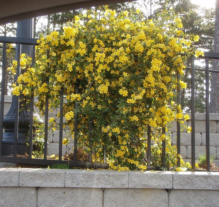 Carolina Jasmine | Large Gallon Size Plants | Gelsemium Sempervirens Jessamine | Fragrant Blooming Vine Foliage