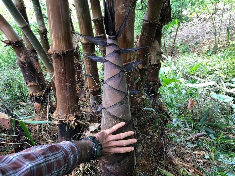 Dendrocalamus Asper Bamboo Plant - Fast-Growing Indoor/Outdoor Giant Bamboo for Landscaping & Green Decor - Eco-Friendly, Live, Pack - Also Known as Dragon/Rough Bamboo