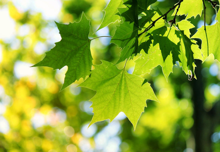 American Sycamore Tree | Live Plants | Platanus Occidentalis | Hardy, Fast-Growing, Shade Provider | Perfect for Landscaping and Outdoor Decor