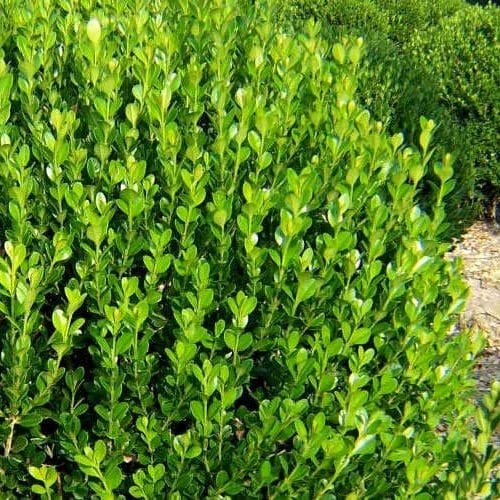 Winter Green Korean Boxwood - Live Plants - Buxus Microphylla - Fast Growing Cold Hardy Formal Evergreen Shrub