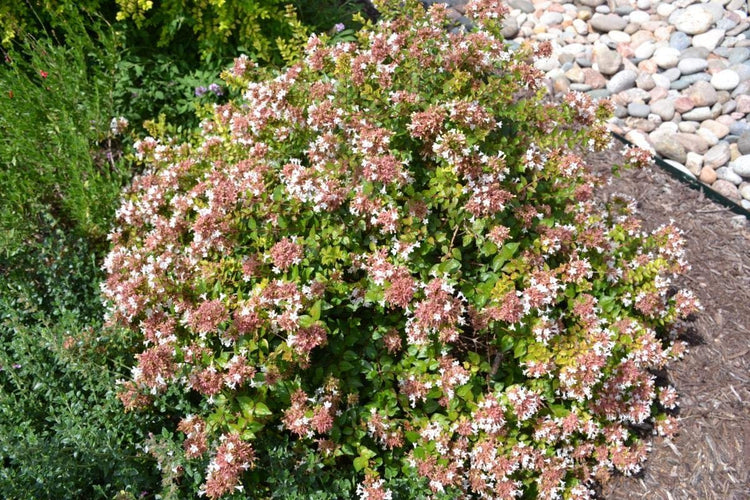 Abelia Chinensis Rose Creek - Live Plants - Flowering Deer Resistant Butterfly Attracting Shrub