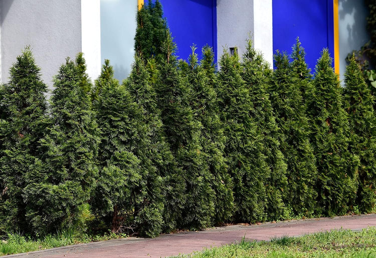 Thuja Arborvitae Blue Cone | Live Trees | Evergreen Privacy Screening Hedge Plants