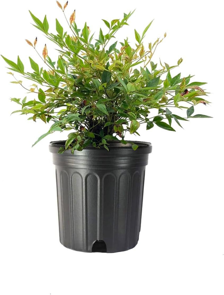 Nandina Gulf Stream Heavenly Bamboo | Large Gallon Size Plants | Compact Colorful Ornamental Shrub