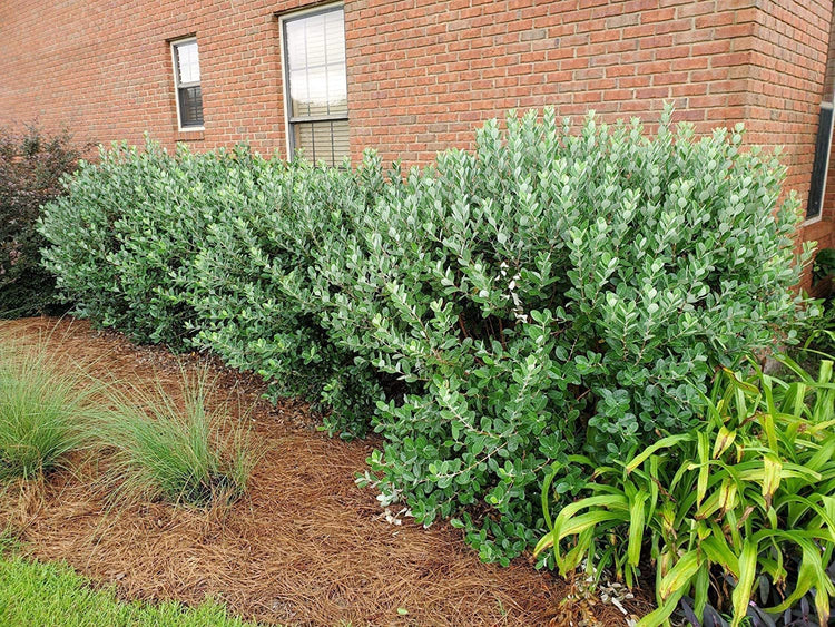 Pineapple Guava | Extra Large Gallon Plants | Feijoa Sellowiana | Edible Fruit Shrub and Fragrant Flowering Foliage