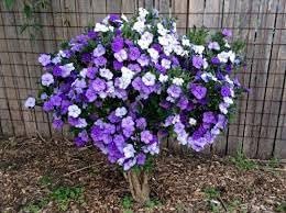 Yesterday Today Tomorrow | Extra Large 3 Gallon Plants | Brunfelsia pauciflora | Fragrant Blooms | Full Sun to Partial Shade