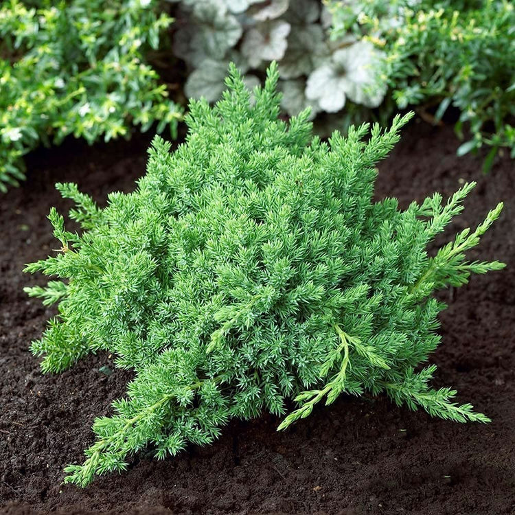 Dwarf Japanese Garden Juniper | Live Inch Pots | Juniperus Procumbens Nana | Drought Tolerant Evergreen Groundcover | Great Plants for Bonsai