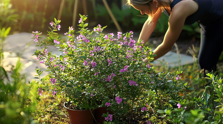 Mexican Heather | Live Plants | Cuphea Hyssopifolia | Flowering Ground Cover | Heat-Tolerant Garden Plants