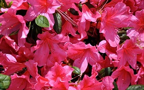 Azalea Southern Charm - Live Plants - Pink Flowering Rhododendron Shrub