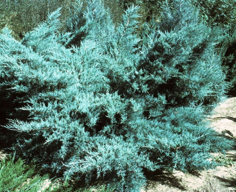 Blue Pfitzer Juniper | Live Plants | Juniperus Chinensis | Drought Tolerant Cold Hardy Evergreen Groundcover