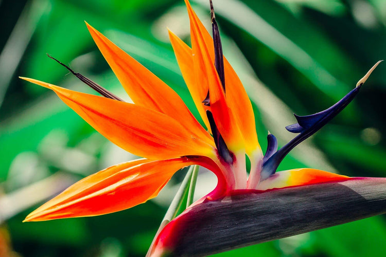 Orange Bird of Paradise | Strelitzia Reginae | Live Plants | Tropical Perennial Blooming Specimen