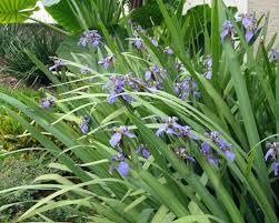 Walking Iris Apostle Plant | Extra Large 3 Gallon Plants | Neomarica gracilis | Tropical Foliage | Easy Care Perennial