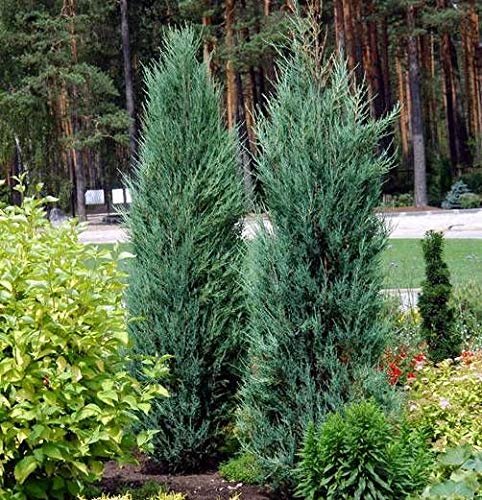 Blue Arrow Juniper - Live Trees - Juniperus Scopulorum - Formal Evergreen Privacy Screen