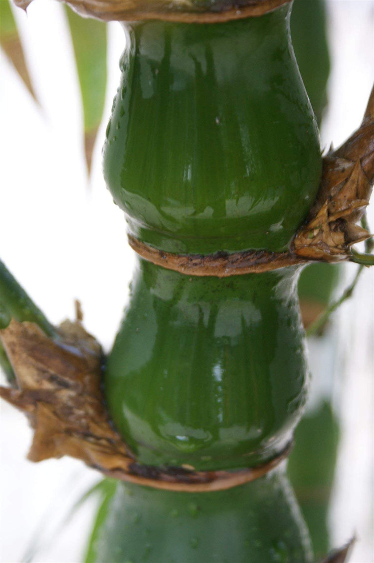 Dwarf Buddha Belly Bamboo | Live Plant | Bambusa Vulgaris Wamin | Beautiful Rare Unique Specimen | Non-Invasive Clumping Bamboo