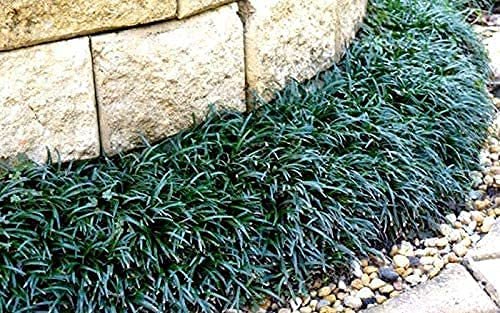 Dwarf Mondo Grass | 54 Count Flat of Large 4 Inch Pots | Ophiopogon Japonicus Nanus | Live Evergreen Shade Loving Groundcover