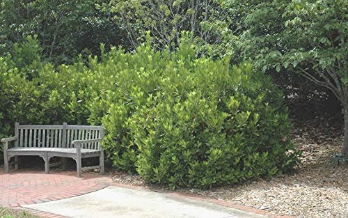 Anise Forest Green - Live Plants - Illicium Parviflorum - Shade Loving Evergreen Hedge