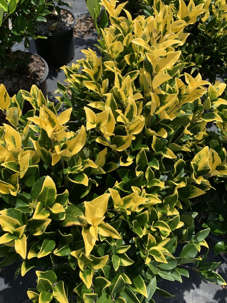 Ligustrum Howardi | Large Gallon Size Plants | Ligustrum Lucidum 'Howardii' | Lush Evergreen Shrub | Perfect for Landscaping & Privacy Screens