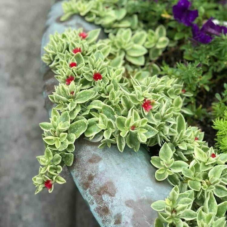 Variegated Baby Sun Rose | Live Plants | Aptenia Cordifolia Variegata | Easy Care Colorful Ground Cover | Succulent Foliage